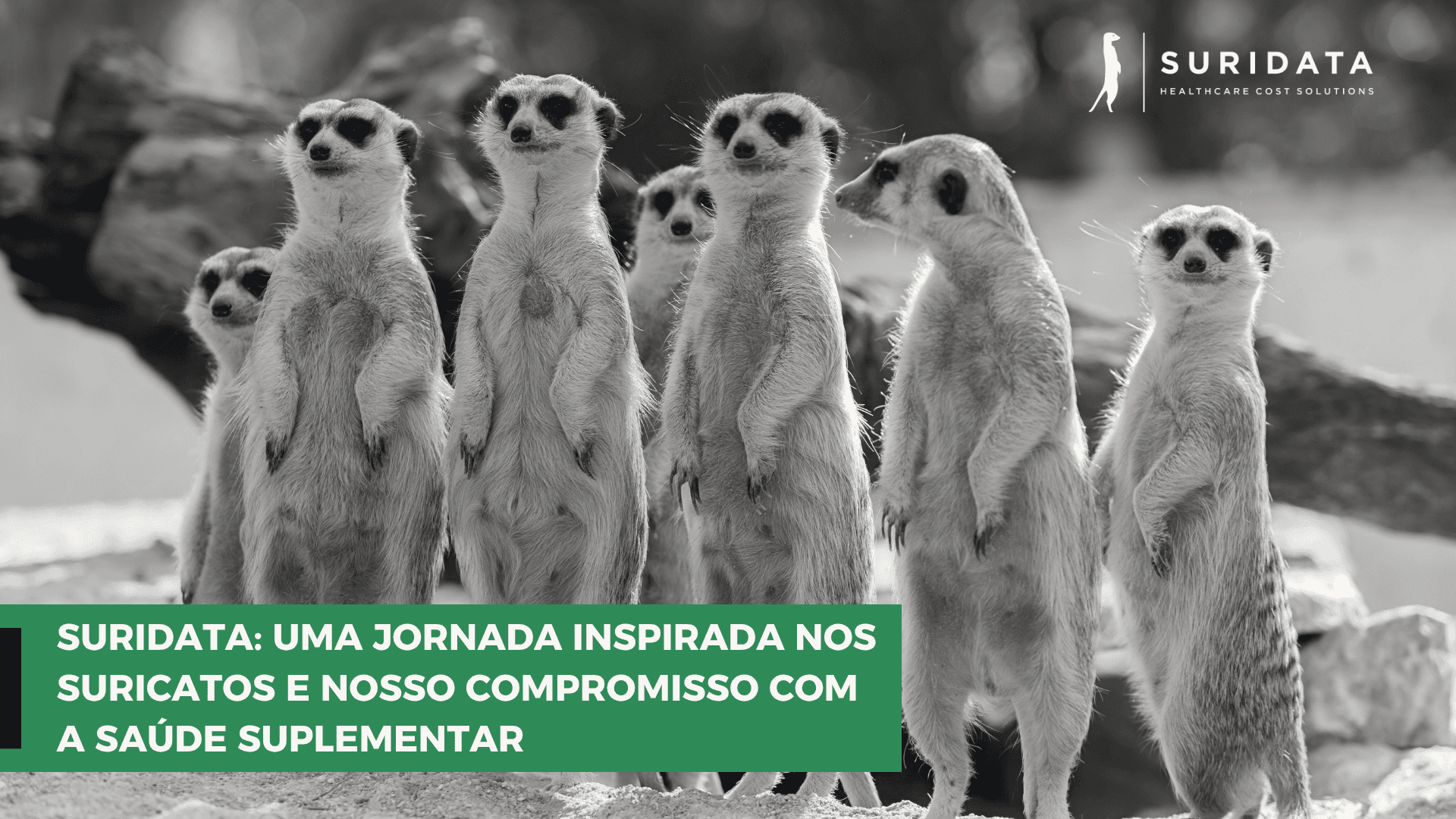 Suridata: Uma jornada Inspirada nos Suricatos e Nosso Compromisso com a Saúde Suplementar Acessível para Todos