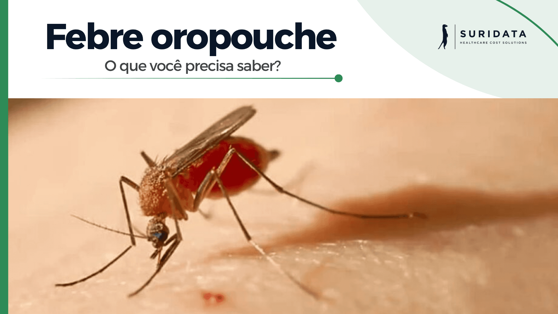 Febre oropouche: o que você precisa saber?