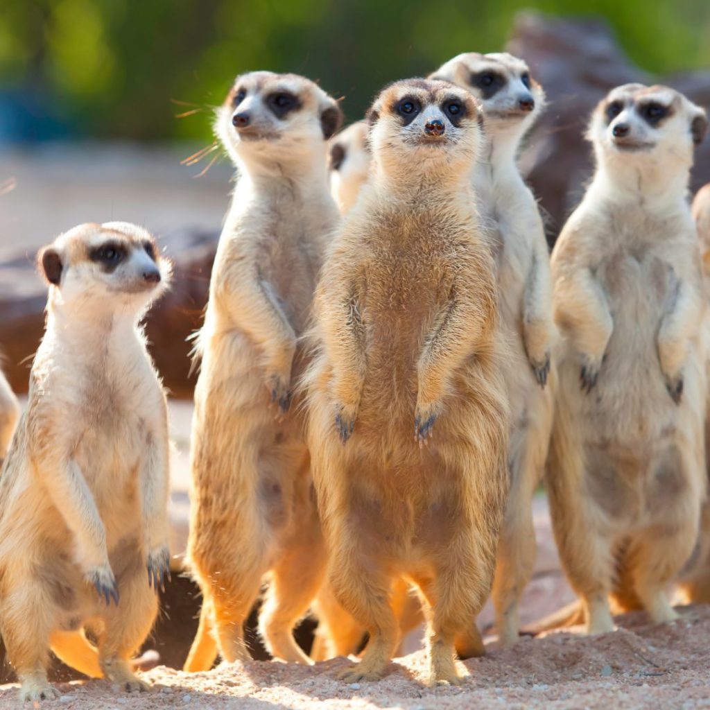 A convivência na colônia de suricatos. Esses pequenos vigilantes africanos reúnem-se em grupo para compartilhar responsabilidades, cuidar uns dos outros e manter a segurança.