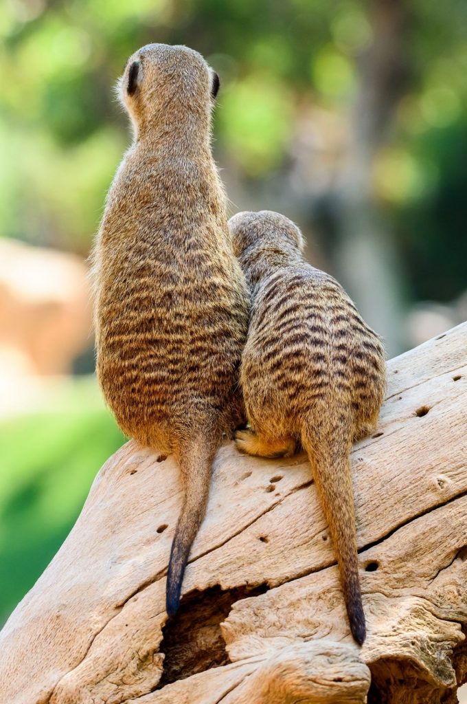 Uma cena adorável de amor e cuidado. Este suricato carinhoso é visto com seu pequeno filhote, ensinando-o as habilidades essenciais para a vida no deserto africano.